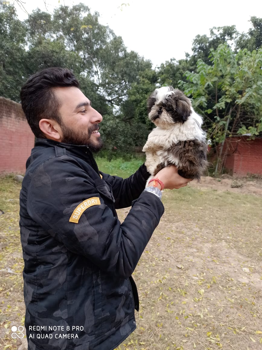 Dog Kennel in Chandigarh Buy Dog Puppy in Chandigarh